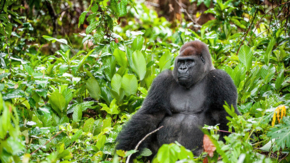 Flachlandgorilla